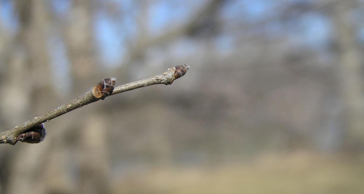 Siberian Elm bud