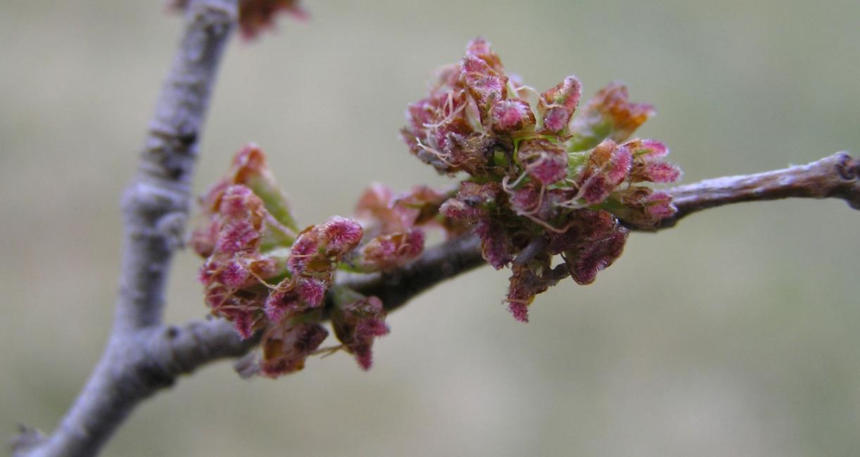 Siberian Elm flower