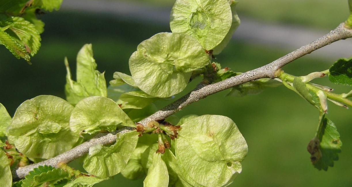 Siberian Elm fruit