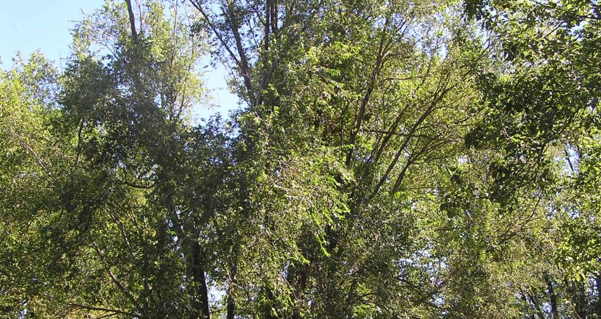 Siberian Elm habit