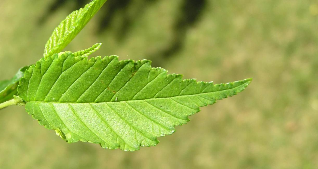Siberian Elm leaves