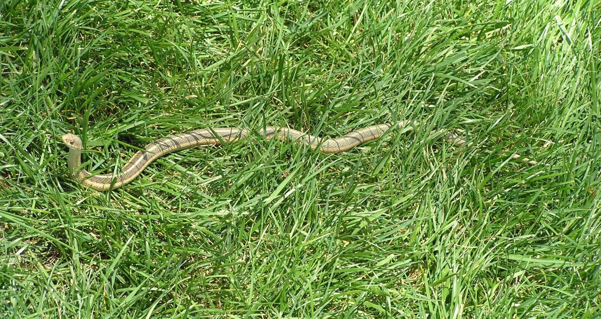 Garter Snake