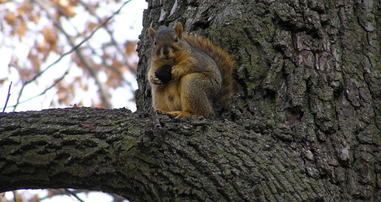 Fox Squirrel