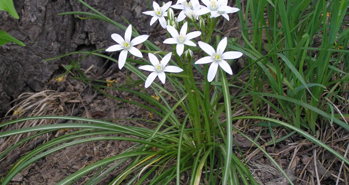 Star of Bethlehem habit