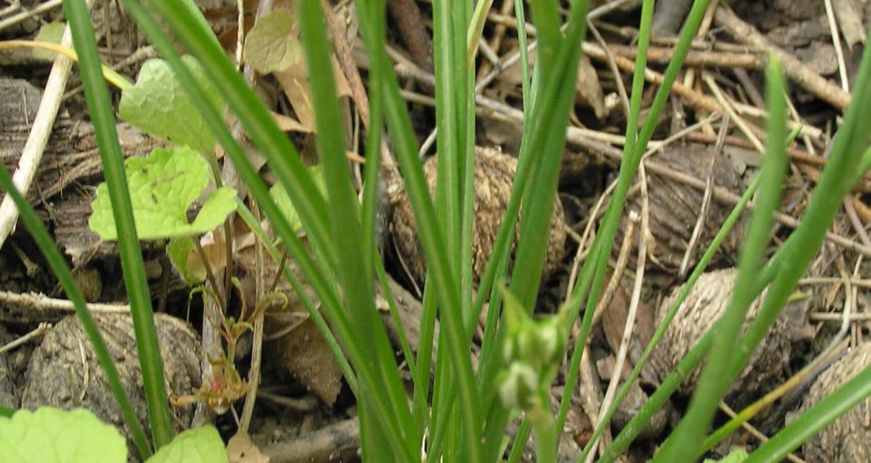 Star of Bethlehem leaves