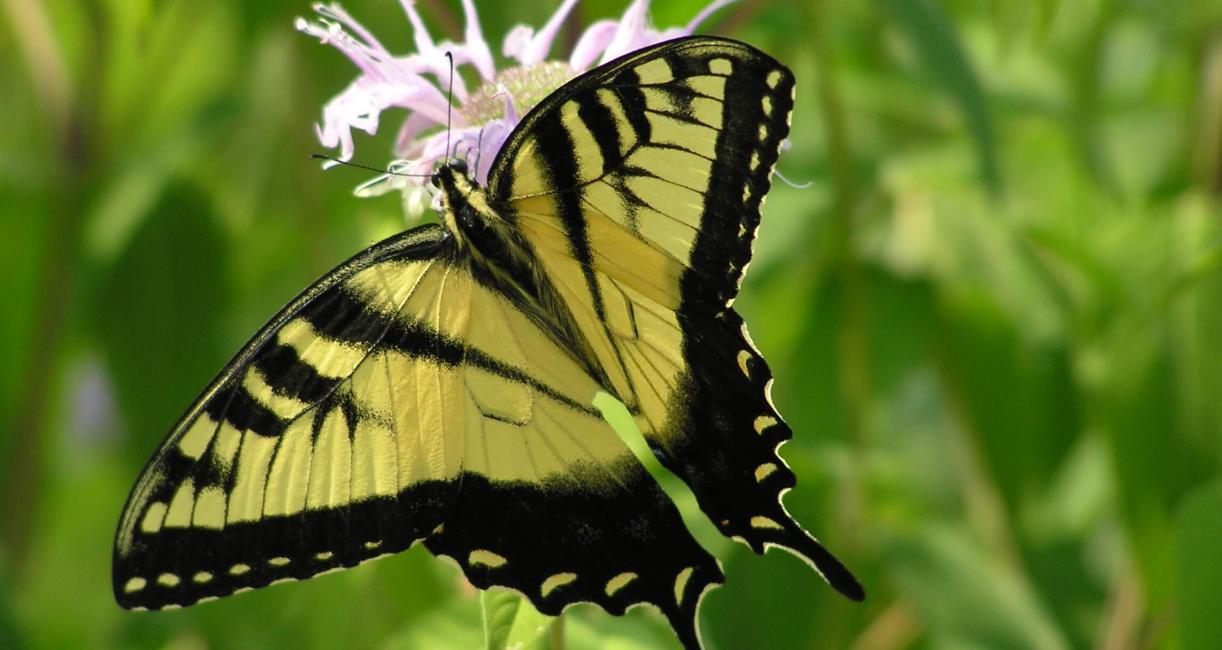Tiger Swallowtail Butterfly