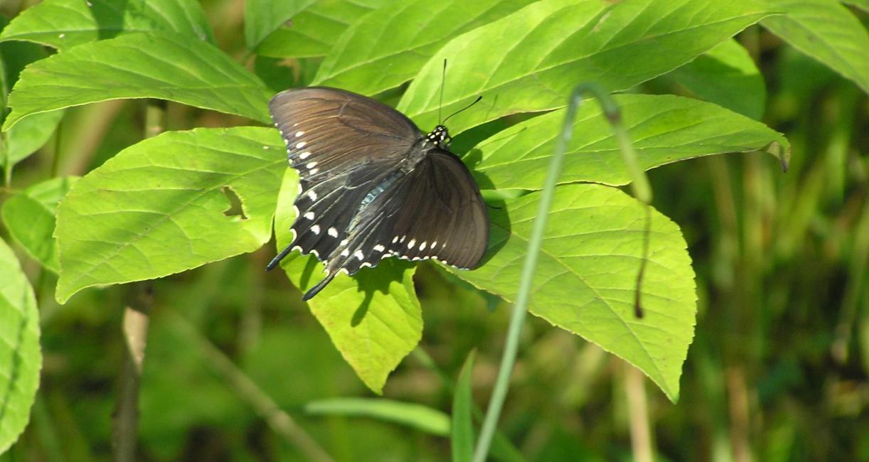 Pipevine Swallowtail Butterfly