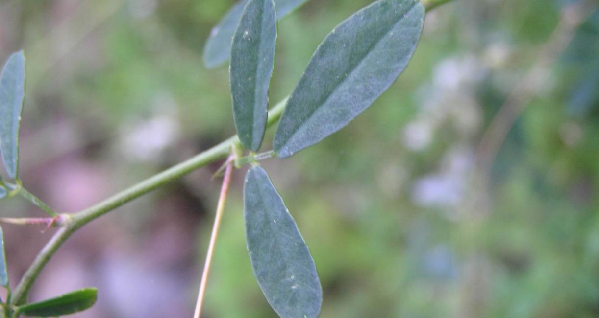 Sweet Clover White