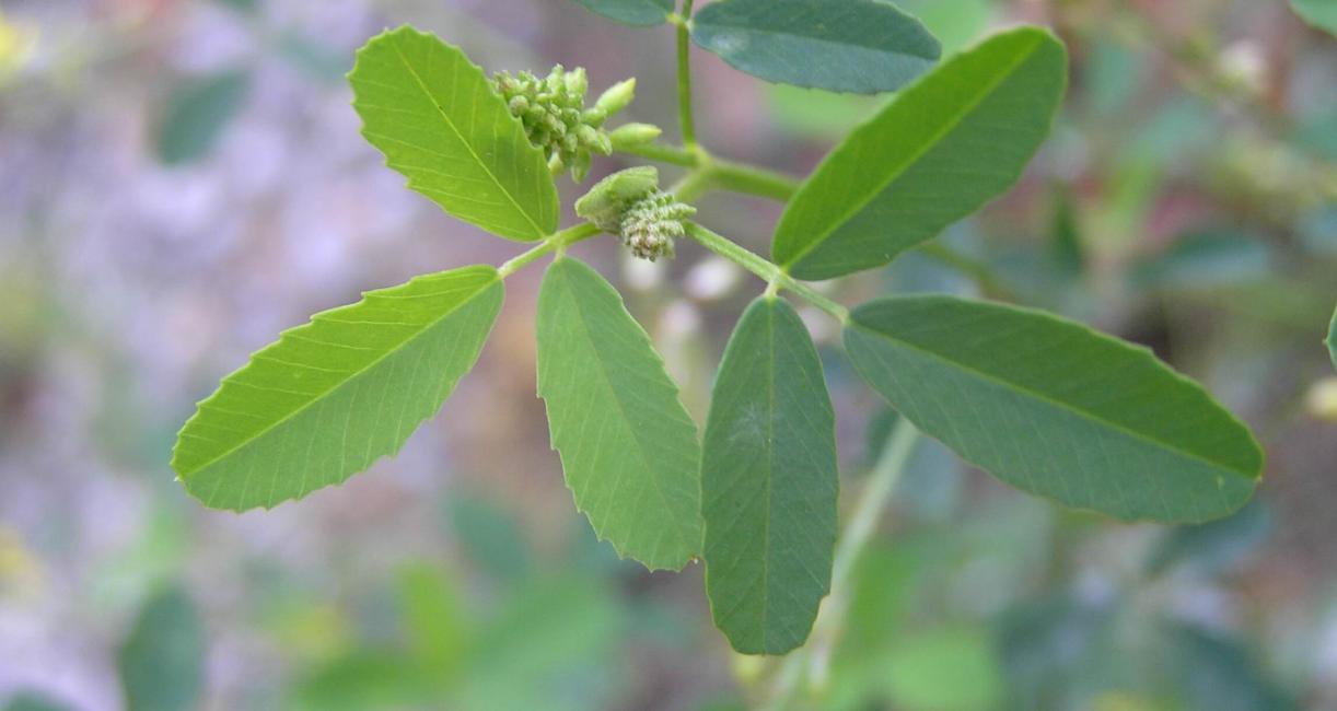 Sweet Clover Yellow