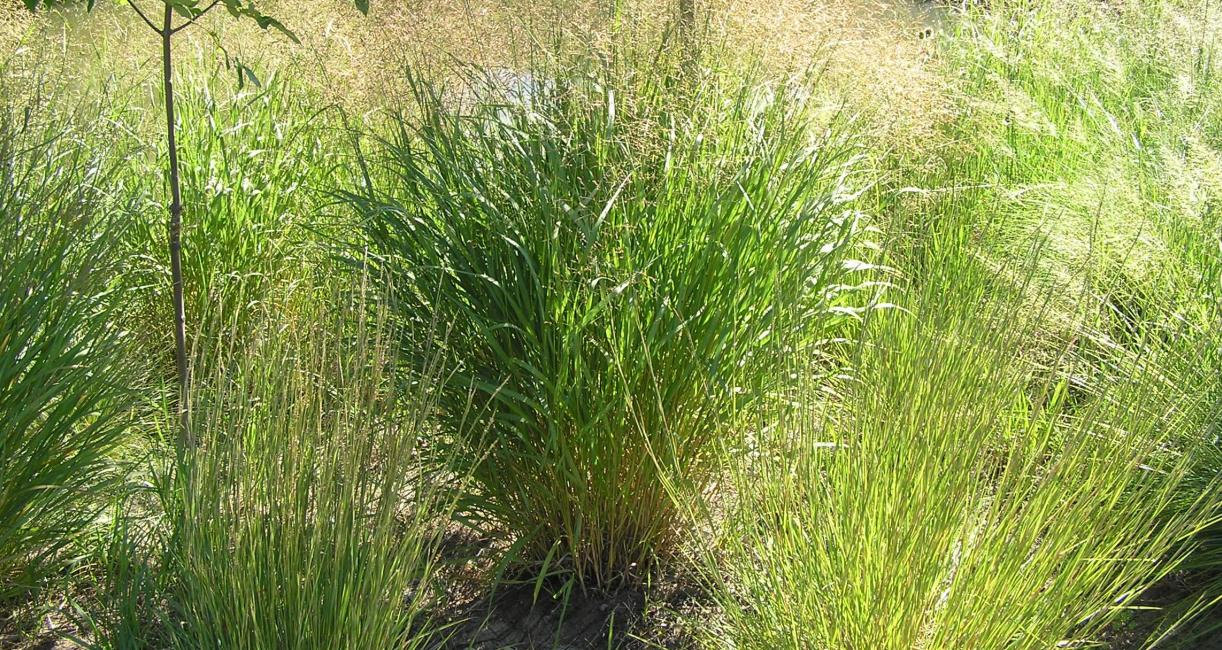 Switchgrass