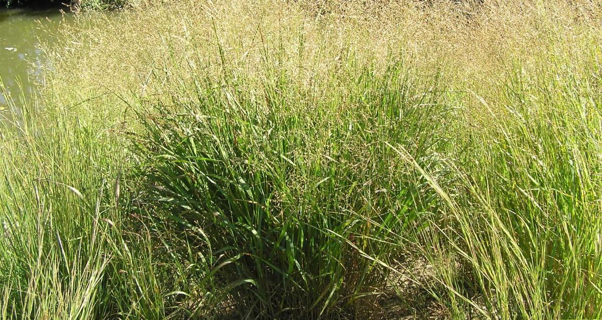 Switchgrass