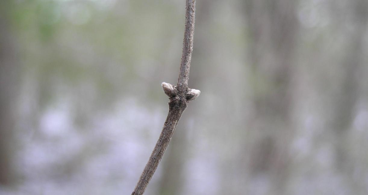 Tatarian Honeysuckle bud