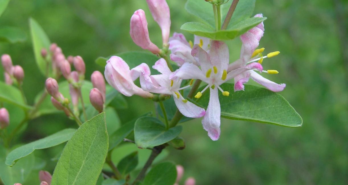 Tatarian Honeysuckle flower