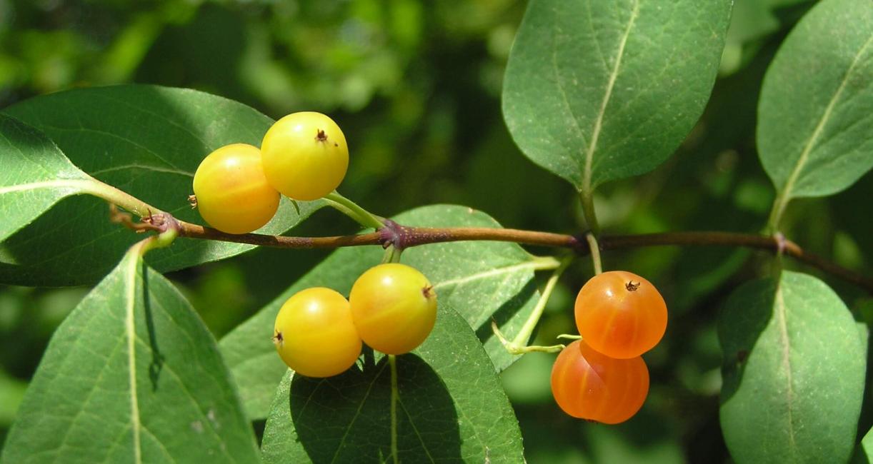 Tatarian Honeysuckle fruit