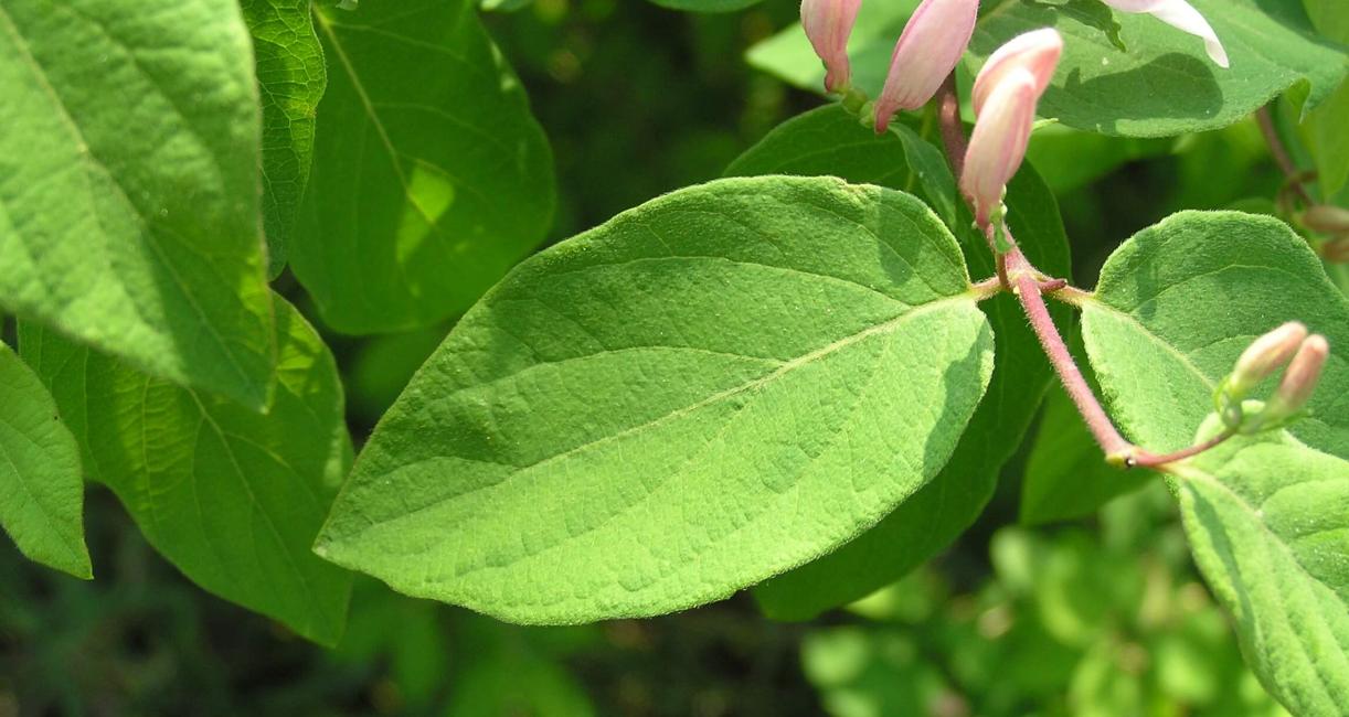 Tatarian Honeysuckle leaves