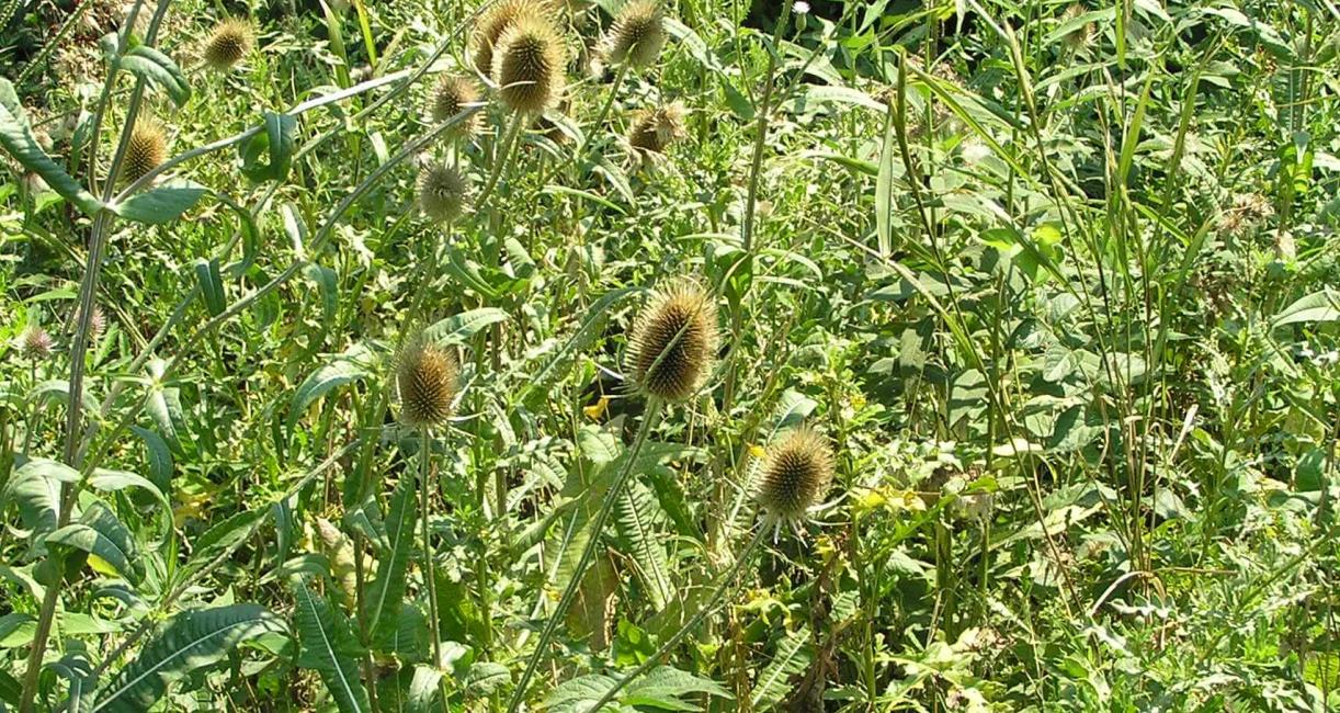 Teasel habit