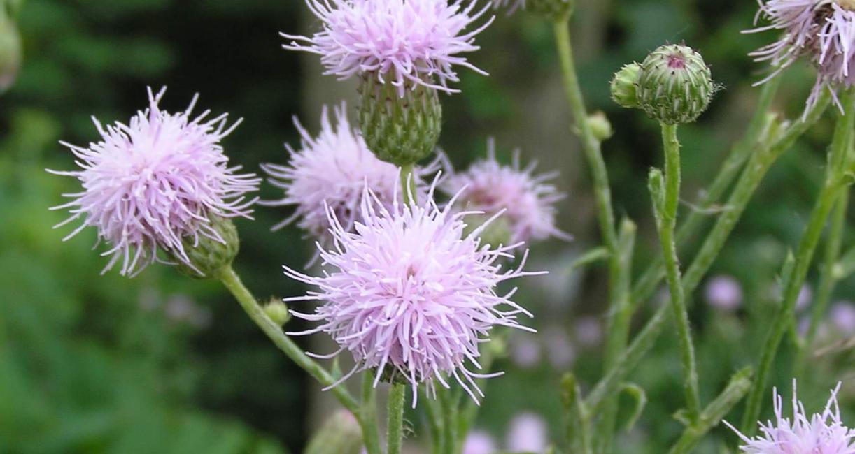 Thistle Canada