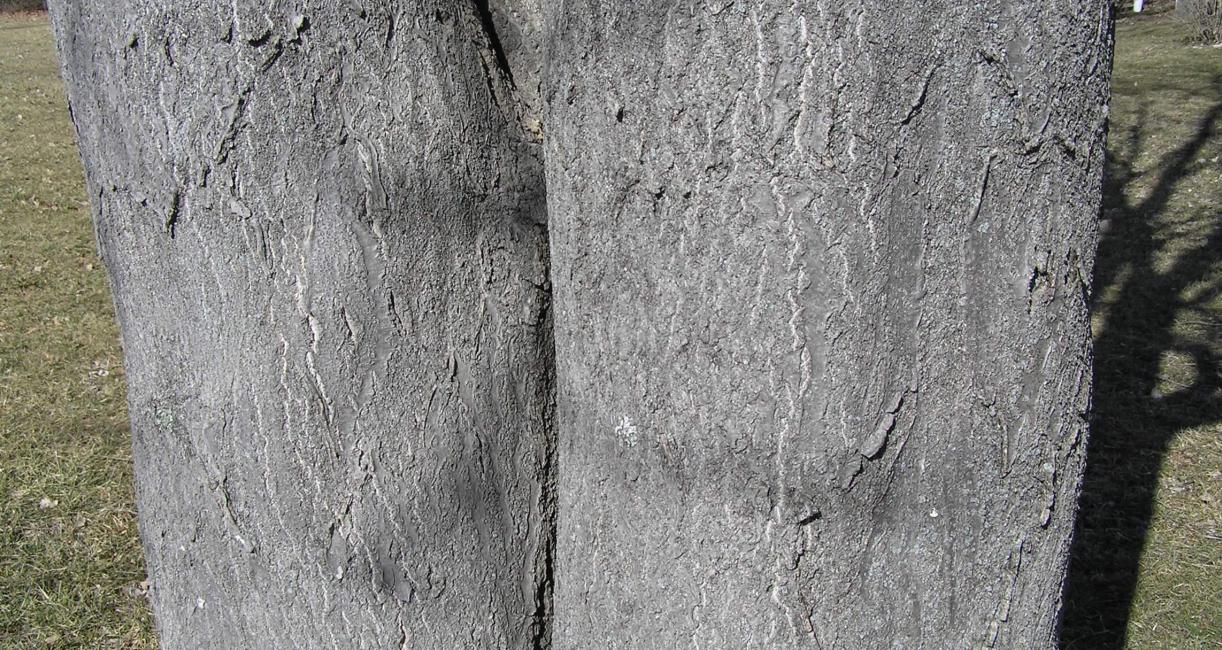 Tree of Heaven bark