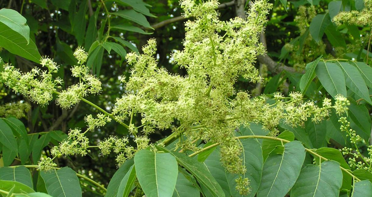 Tree of Heaven flower