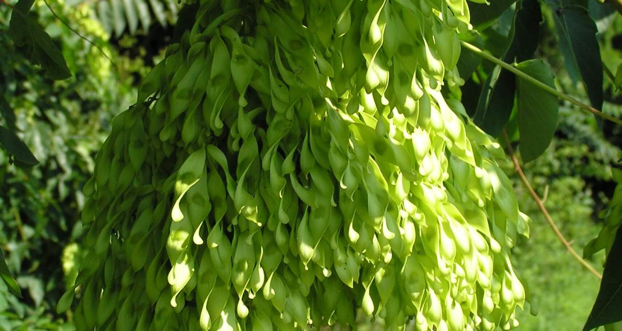 Tree of Heaven fruit