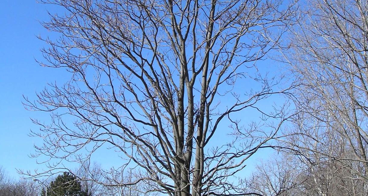 Tree of Heaven habit