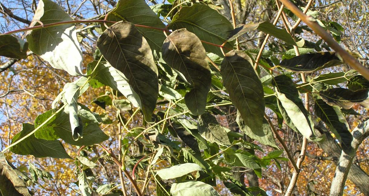 Tree of Heaven leaves