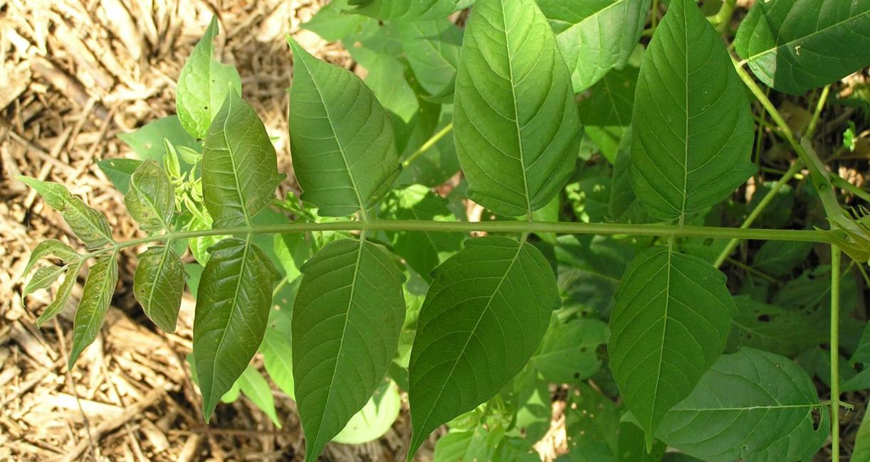 Tree of Heaven leaves