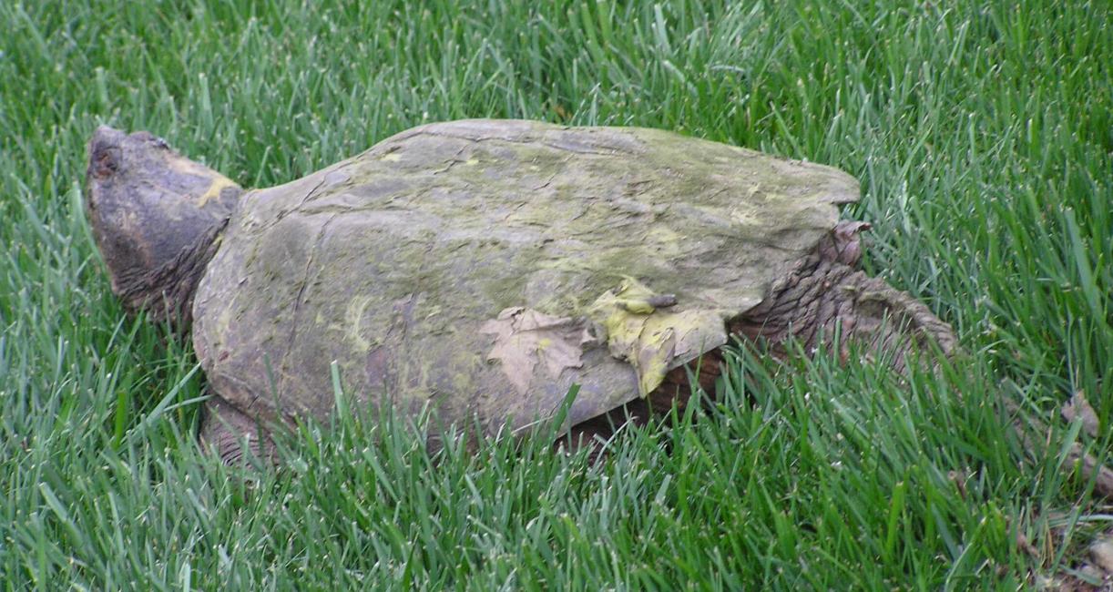 Common Snapper Turtle