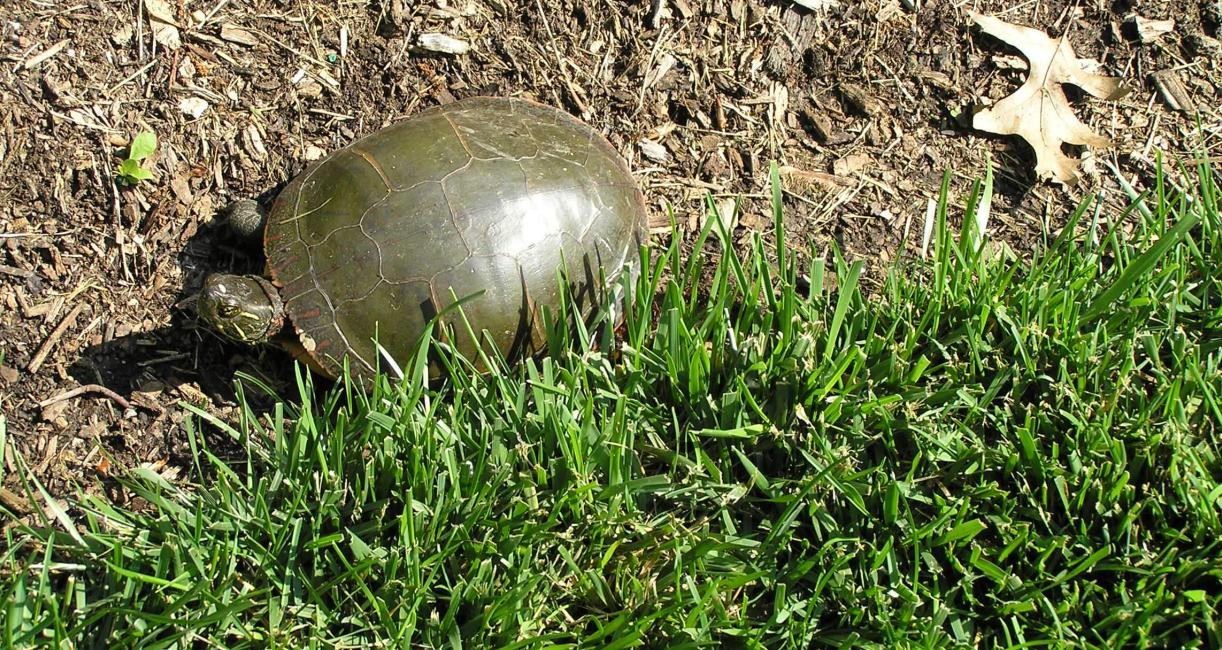 Painted Turtle