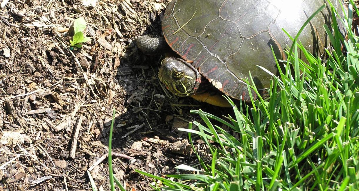 Painted Turtle