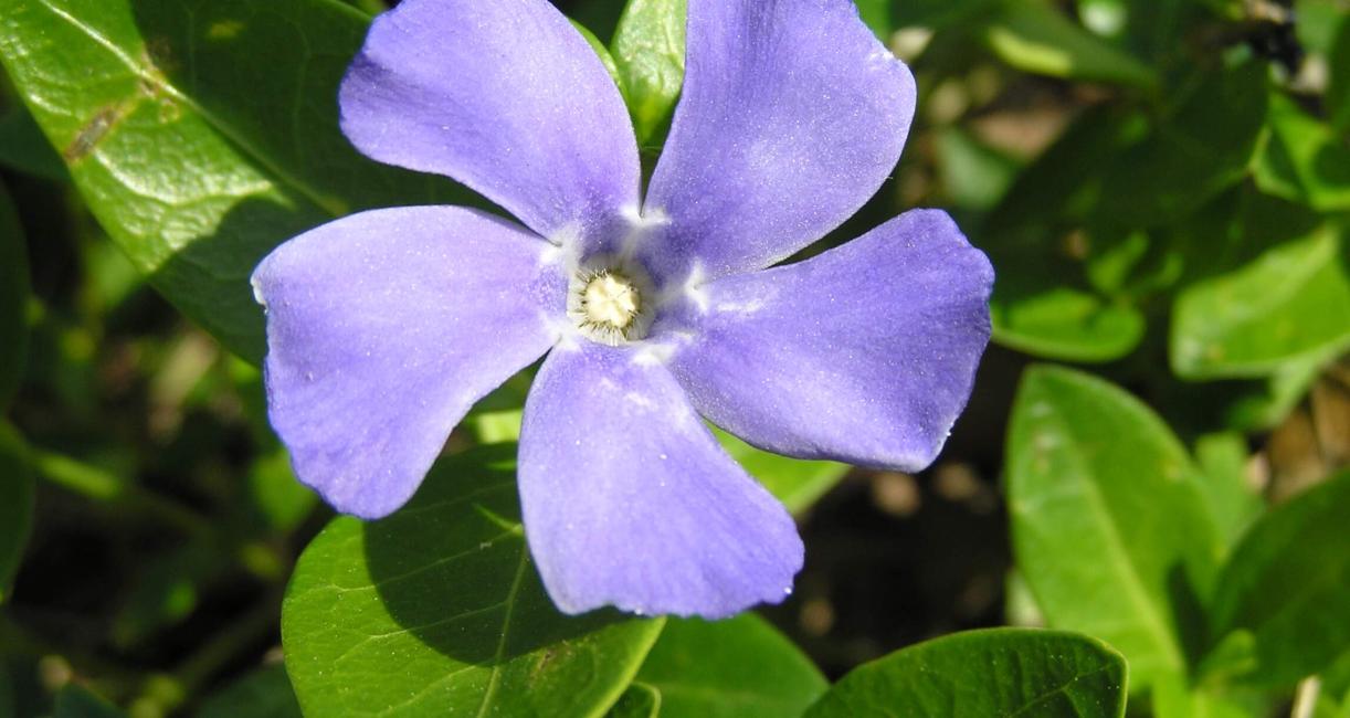 Vinca flower