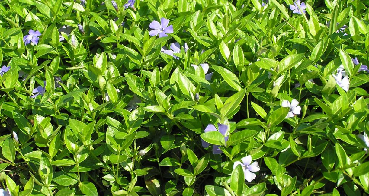 Vinca habit