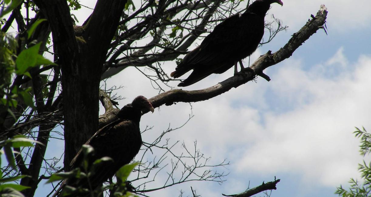 Turkey Vulture