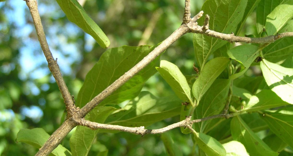 Wayfaringtree Viburnum branch