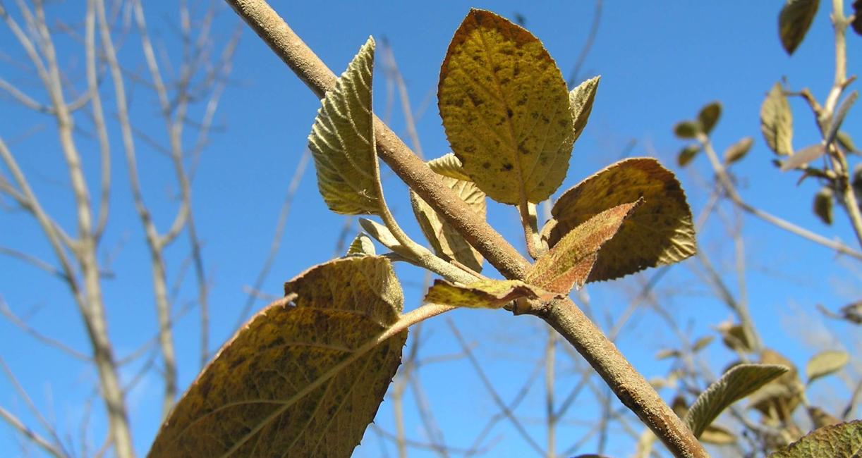 Wayfaringtree Viburnum branch