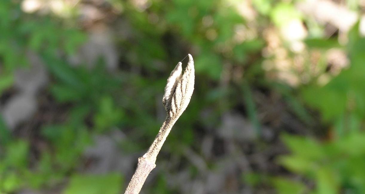 Wayfaringtree Viburnum bud