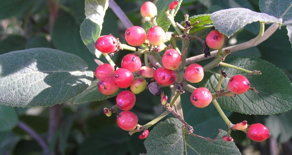 Wayfaringtree Viburnum fruit