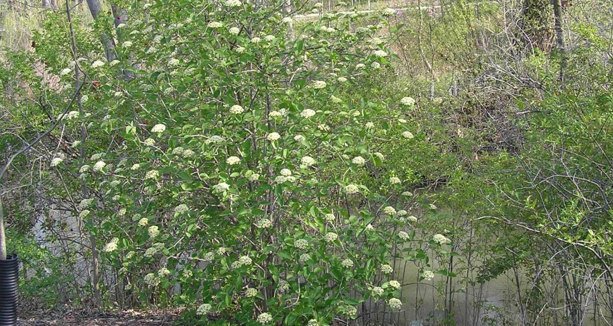 Wayfaringtree Viburnum habit
