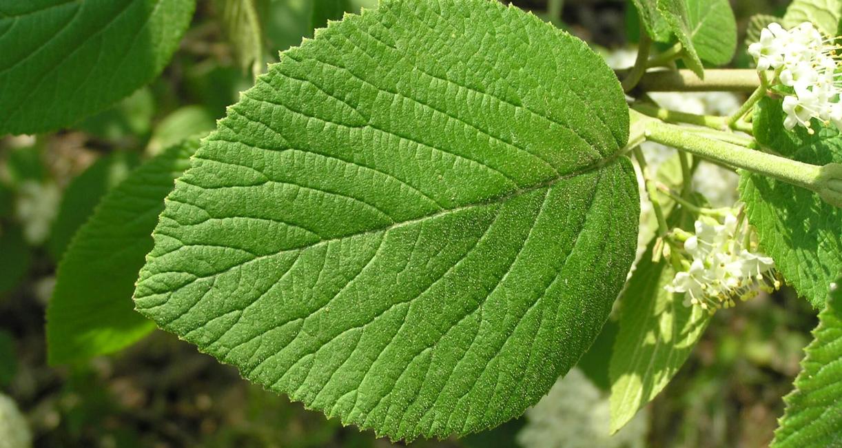 Wayfaringtree Viburnum leaves