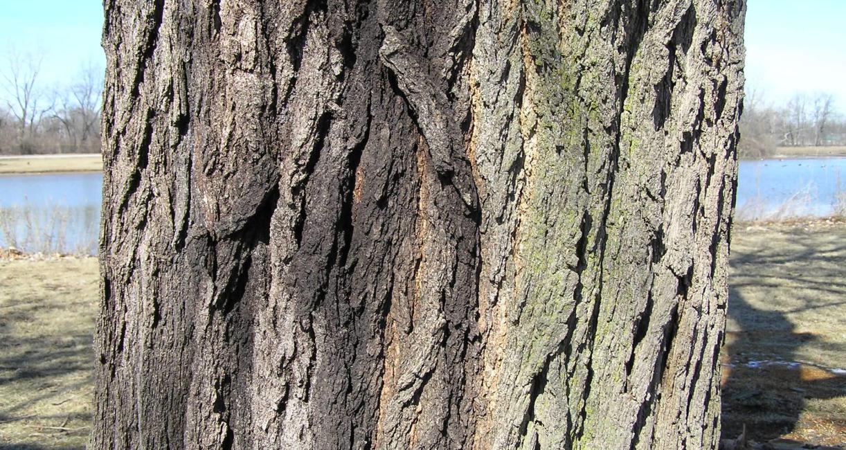 White Mulberry bark