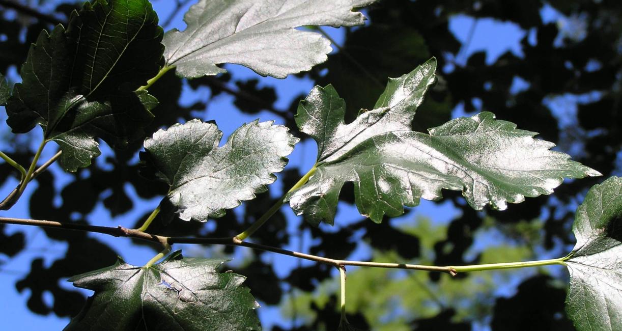 White Mulberry branch