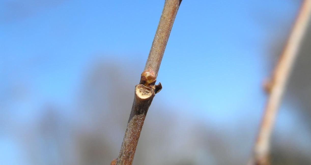 White Mulberry bud