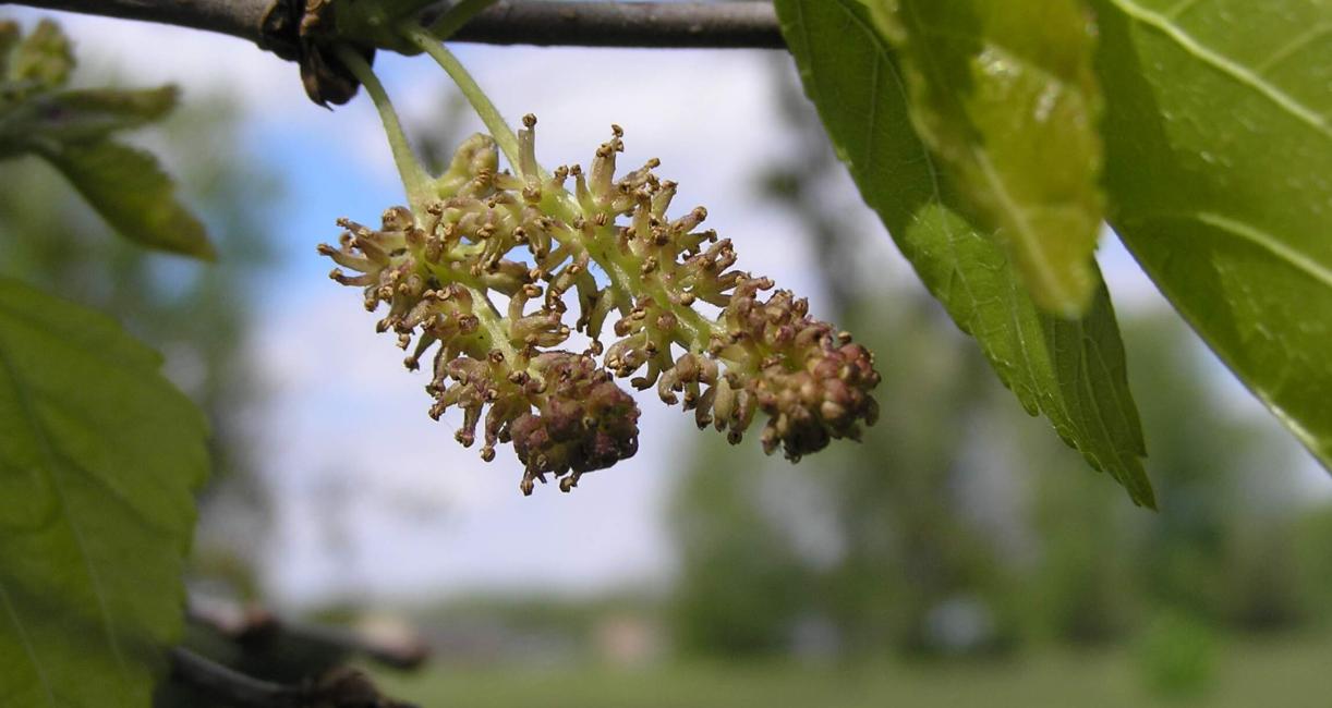 White Mulberry flower