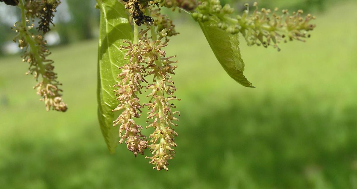 White Mulberry flower
