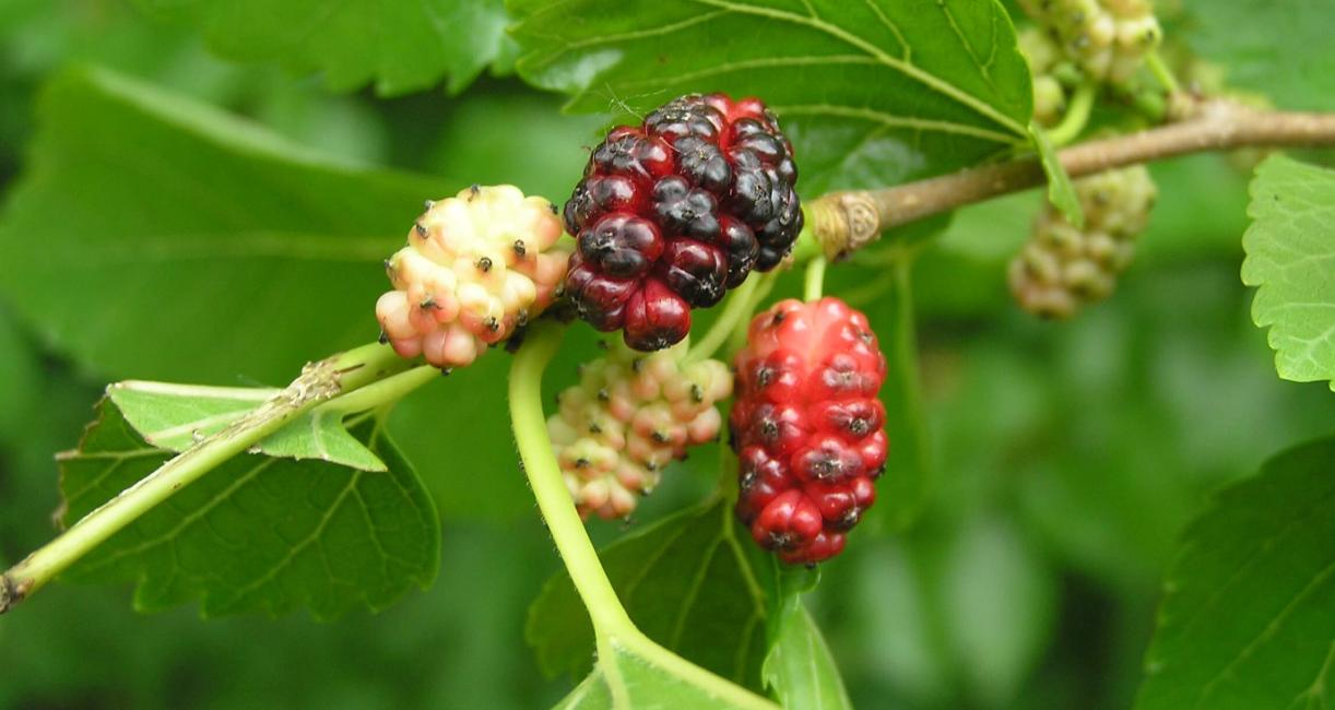 White Mulberry fruit