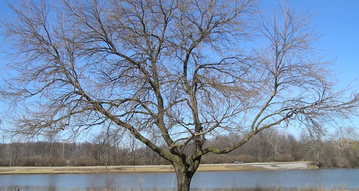 White Mulberry habit