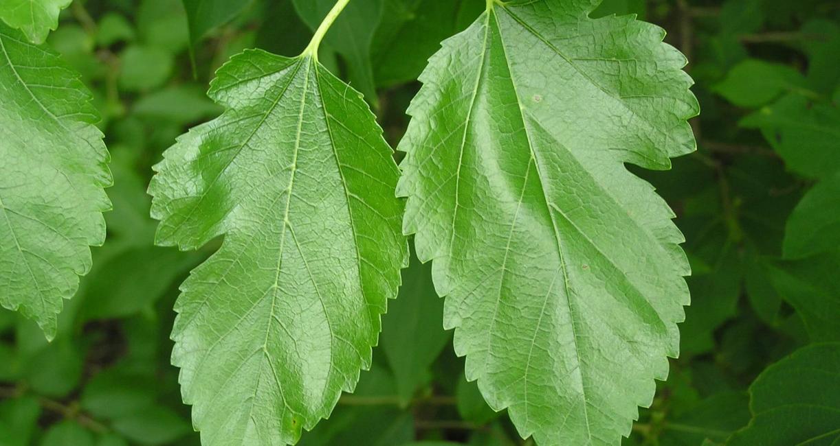 White Mulberry leaves