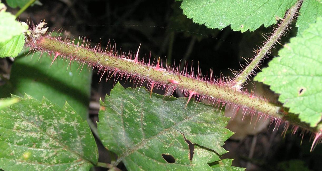 Wine Raspberry branch