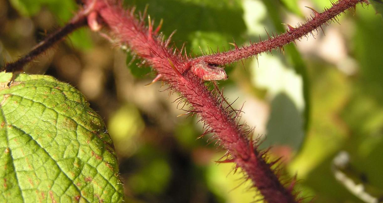 Wine Raspberry bud