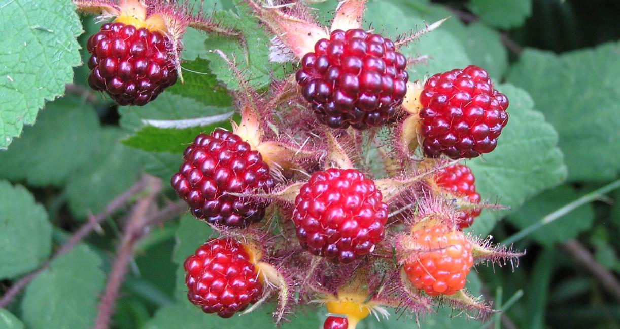 Wine Raspberry fruit